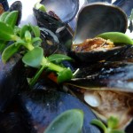 Dampede blåmuslinger moules marinières